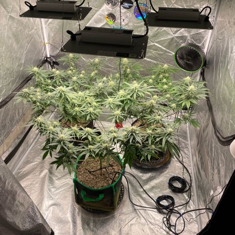  10th planet R1 growlog timeline photo
