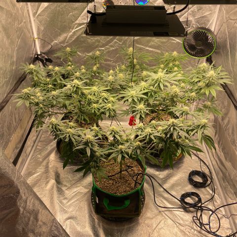  10th planet R1 growlog timeline photo