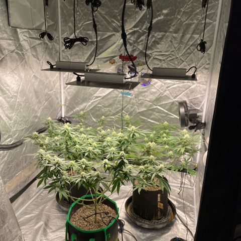  10th planet R1 growlog timeline photo