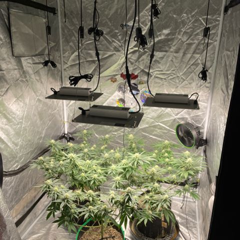  10th planet R1 growlog timeline photo