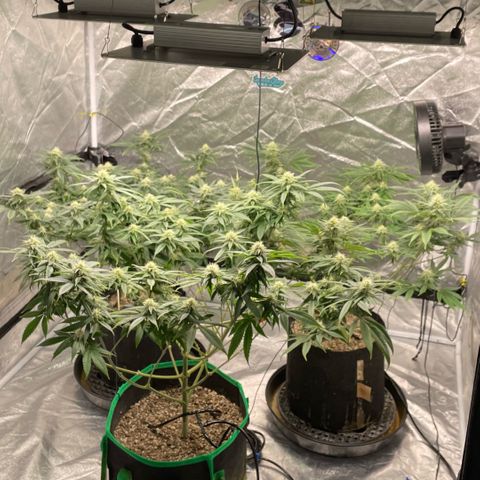  10th planet R1 growlog timeline photo