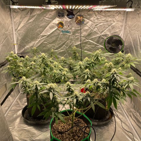  10th planet R1 growlog timeline photo