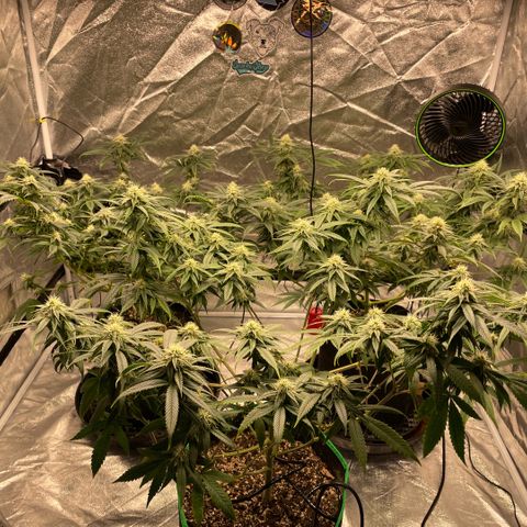  10th planet R1 growlog timeline photo