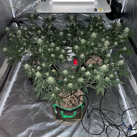  10th planet R1 growlog timeline photo