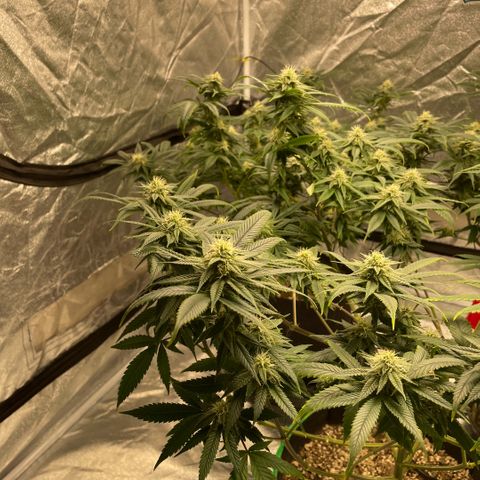  10th planet R1 growlog timeline photo