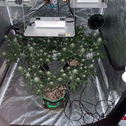  10th planet R1 growlog timeline photo
