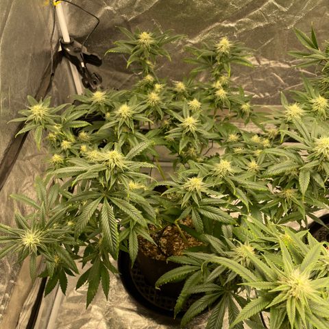  10th planet R1 growlog timeline photo