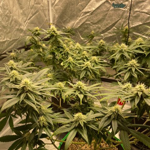  10th planet R1 growlog timeline photo