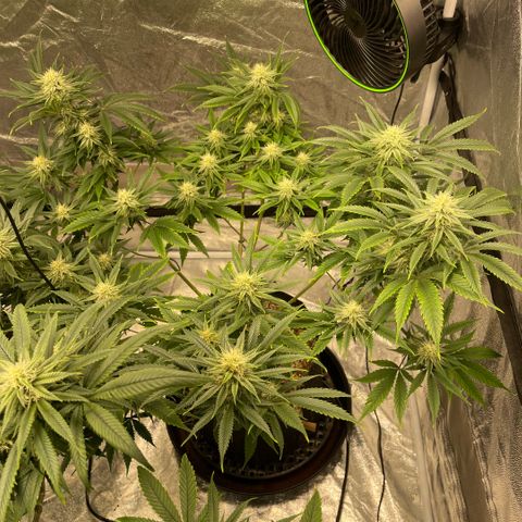  10th planet R1 growlog timeline photo