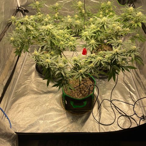  10th planet R1 growlog timeline photo
