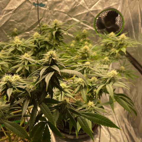  10th planet R1 growlog timeline photo