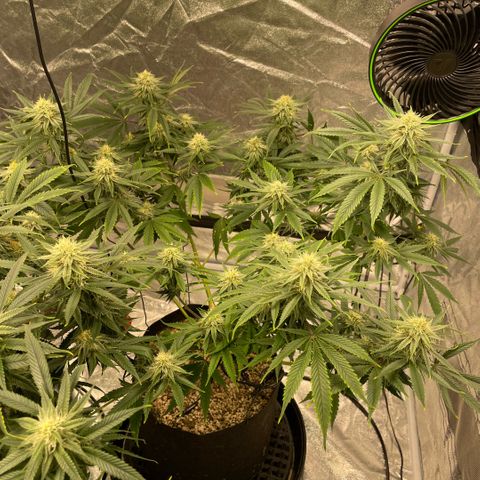  10th planet R1 growlog timeline photo