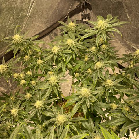  10th planet R1 growlog timeline photo