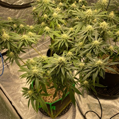  10th planet R1 growlog timeline photo