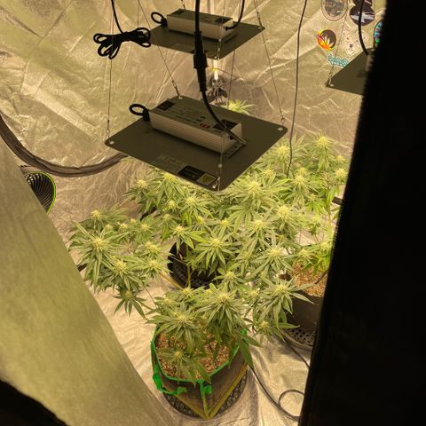 10th planet R1 growlog timeline photo