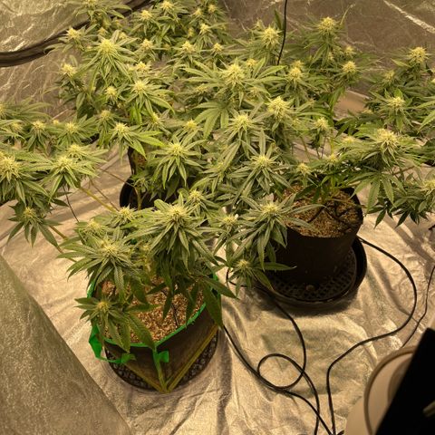  10th planet R1 growlog timeline photo