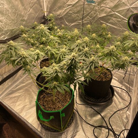  10th planet R1 growlog timeline photo