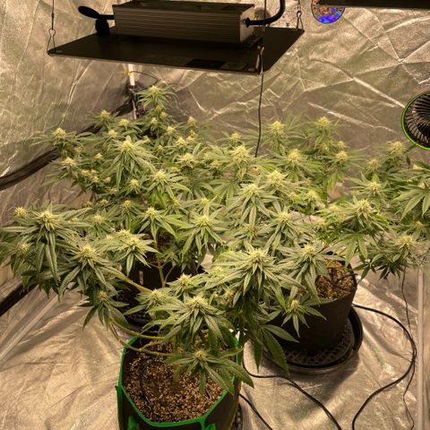  10th planet R1 growlog timeline photo
