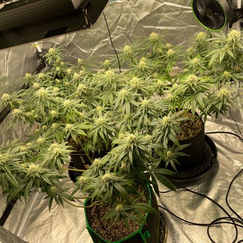  10th planet R1 growlog timeline photo