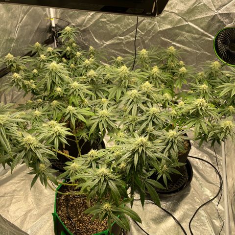  10th planet R1 growlog timeline photo