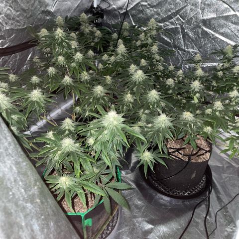  10th planet R1 growlog timeline photo