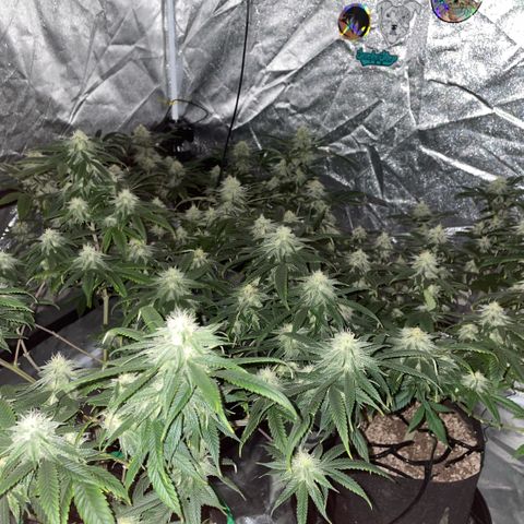  10th planet R1 growlog timeline photo