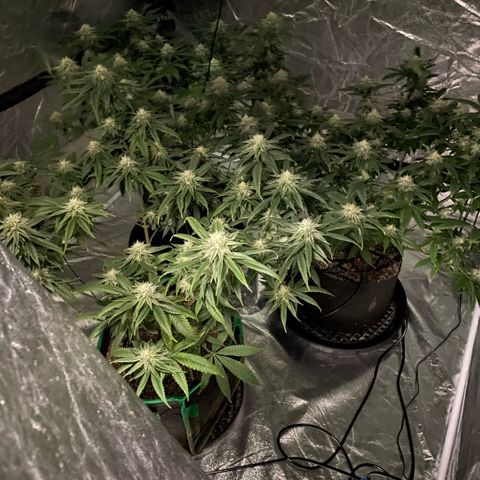  10th planet R1 growlog timeline photo