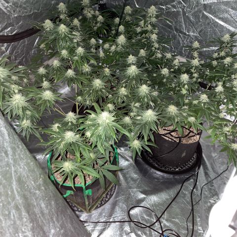  10th planet R1 growlog timeline photo