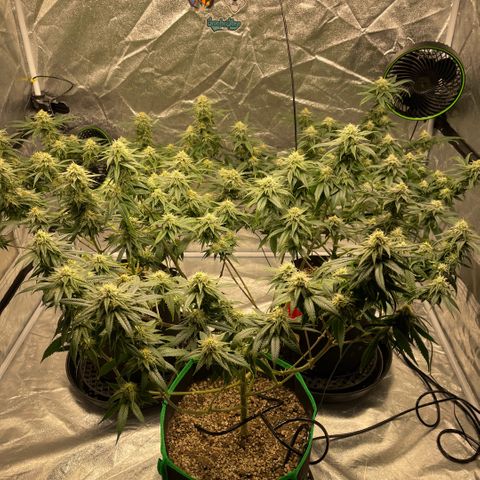  10th planet R1 growlog timeline photo