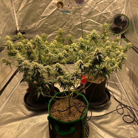  10th planet R1 growlog timeline photo