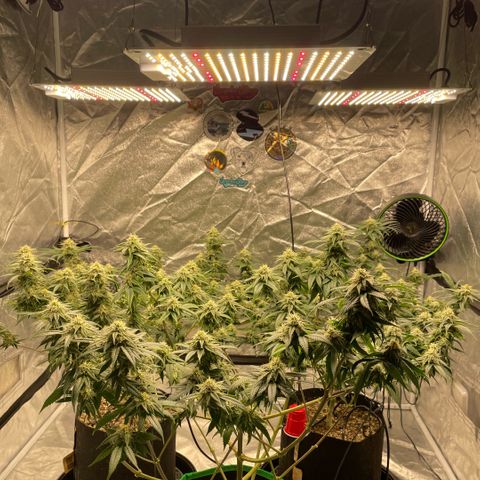  10th planet R1 growlog timeline photo