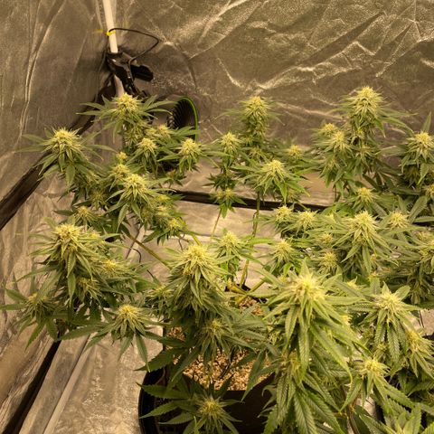 10th planet R1 growlog timeline photo