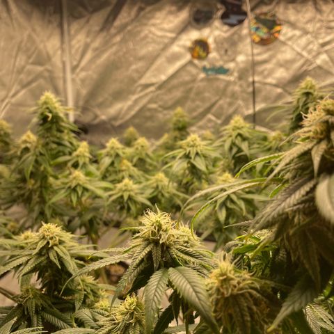  10th planet R1 growlog timeline photo