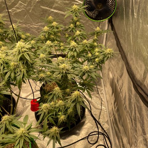  10th planet R1 growlog timeline photo