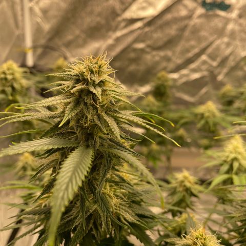  10th planet R1 growlog timeline photo