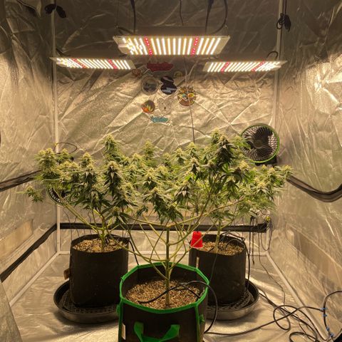  10th planet R1 growlog timeline photo