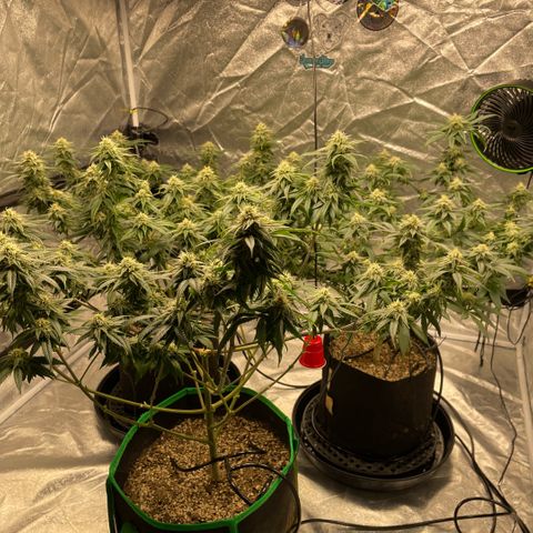  10th planet R1 growlog timeline photo