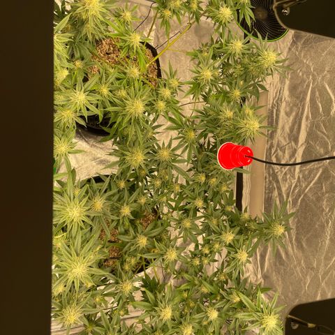  10th planet R1 growlog timeline photo