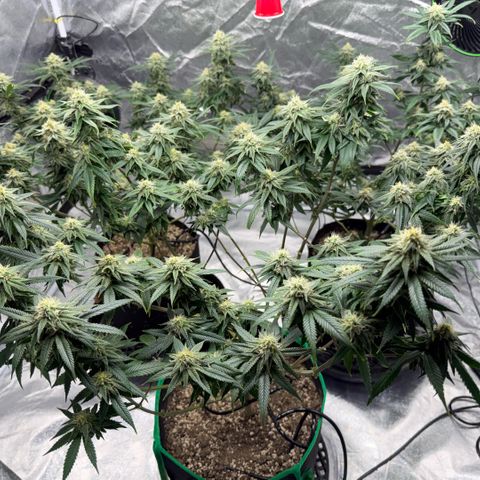  10th planet R1 growlog timeline photo