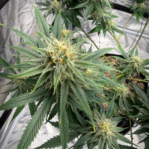  10th planet R1 growlog timeline photo