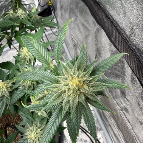  10th planet R1 growlog timeline photo