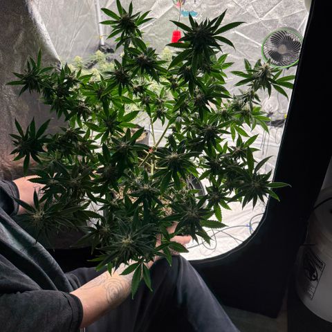  10th planet R1 growlog timeline photo