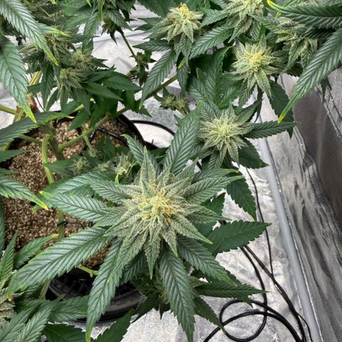  10th planet R1 growlog timeline photo