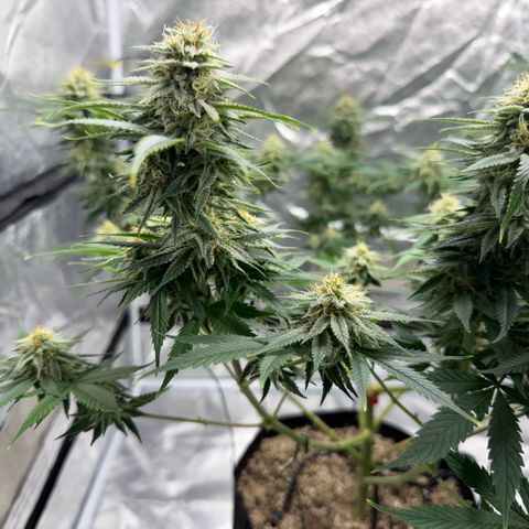  10th planet R1 growlog timeline photo