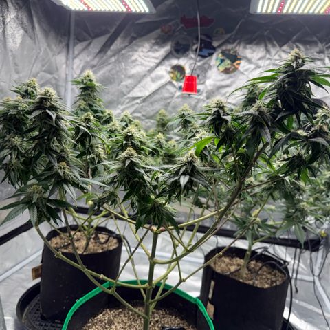  10th planet R1 growlog timeline photo