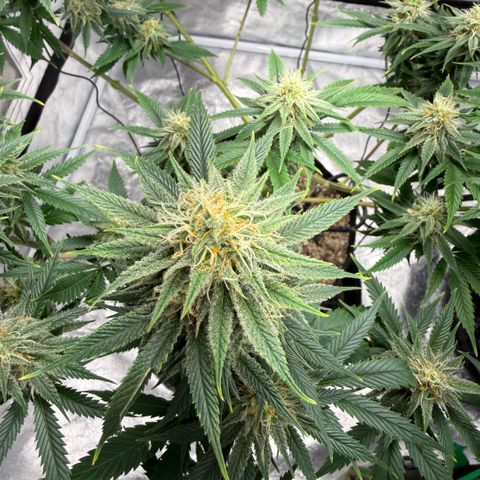  10th planet R1 growlog timeline photo