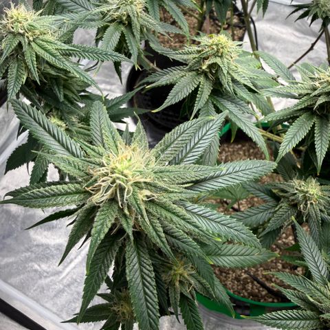  10th planet R1 growlog timeline photo