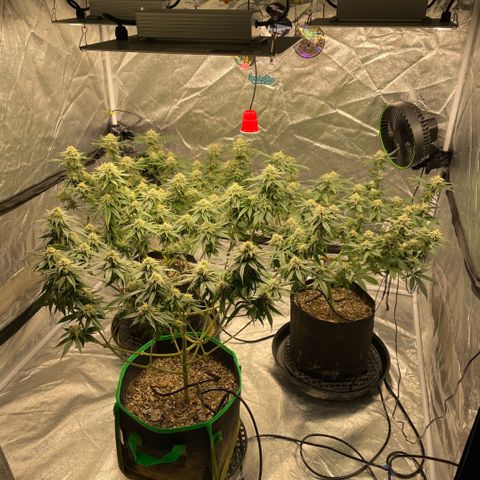 10th planet R1 growlog timeline photo