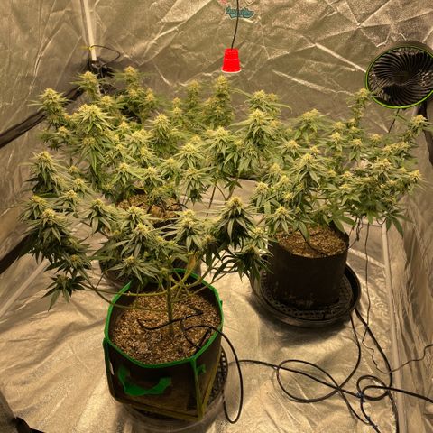  10th planet R1 growlog timeline photo