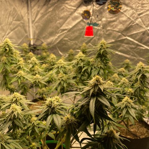  10th planet R1 growlog timeline photo